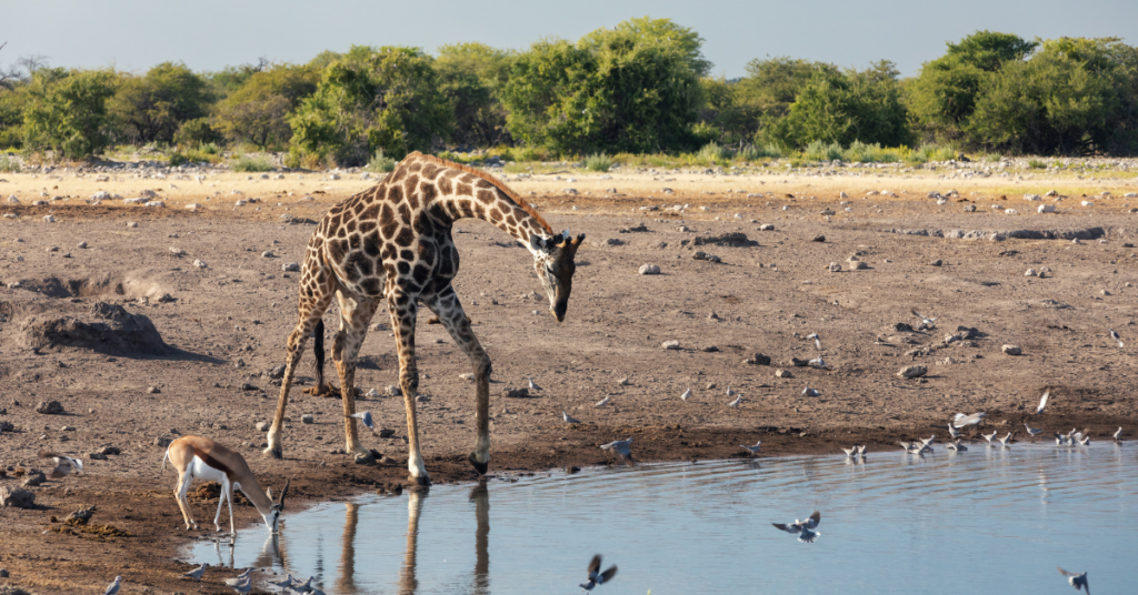 Safari : The Ultimate Guide to Visit Africa as A Destination